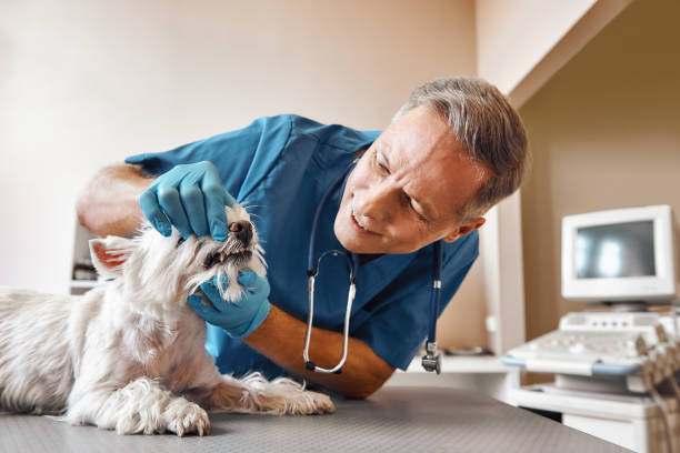 Best Emergency Dental Care for Broken or Chipped Teeth in Cheraw, SC